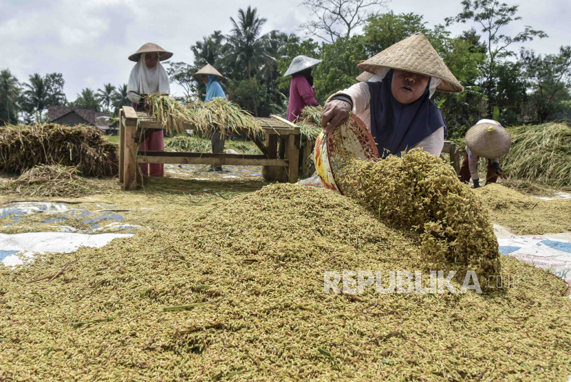 Petani merontokkan padi saat musim panen di Desa Imbanagara, Kabupaten Ciamis, Jawa Barat, Rabu (1/2/2023). Pemerintah menaikkan Harga Pembelian Pemerintah (HPP) gabah kering panen di tingkat petani menjadi Rp 5.000 per kg dari HPP sebelumnya Rp 4.200 per kg.