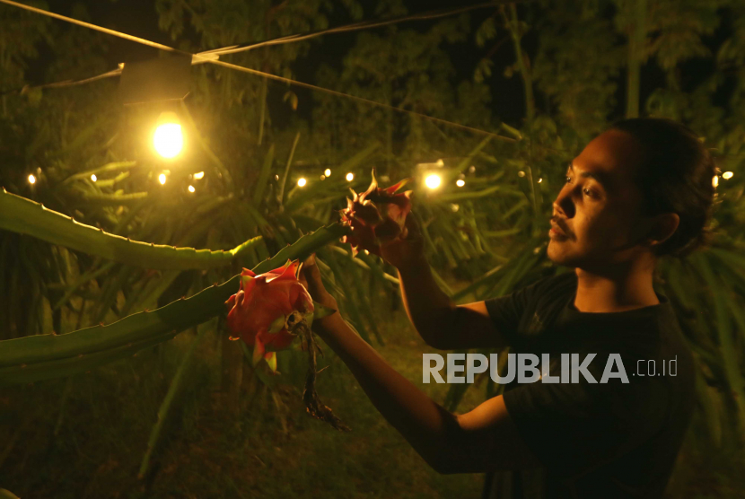 Petani mengecek buah naga di kebun yang disinari lampu di kebunnya (ilustrasi). Petani buah naga di Kabupaten Buru, Provinsi Maluku, ikuti program Elektrifikasi Pertanian dari PLN.