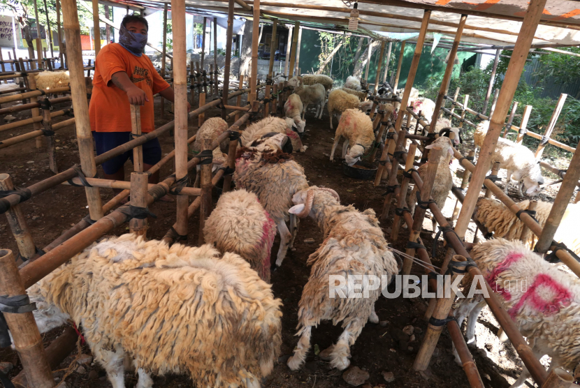 Penjual hewan qurban memberikan makanan domba di Yogyakarta, Ahad (26/7). Menurut pedagang permintaan domba qurban menurun dibandingkan tahun lalu. Domba untuk persiapan hari raya qurban juga sedikit. Domba qurban dijual mulai harga Rp 1,8 juta hingga Rp 5 juta tergantung ukuran.