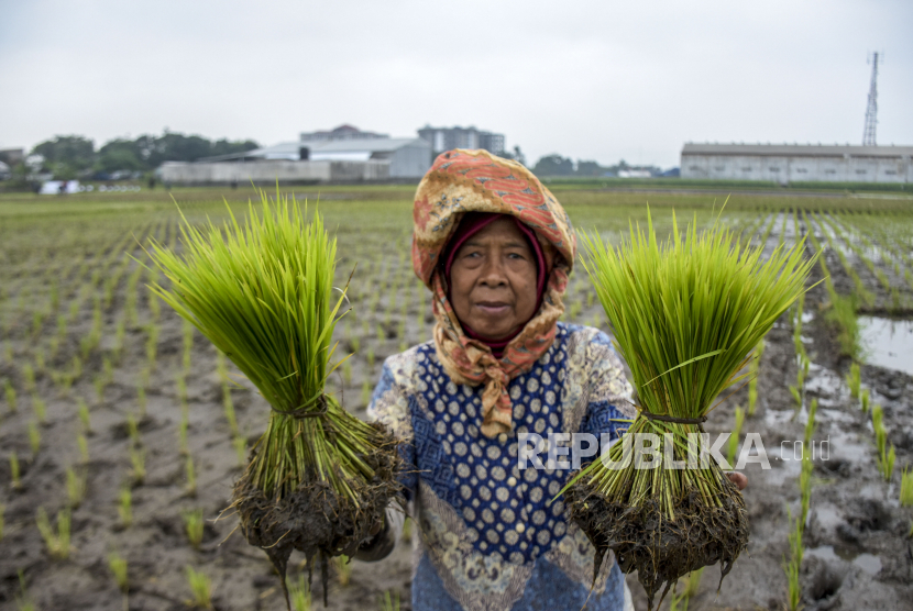 Petani menunjukkan padi jenis Inpera 42 di areal persawahan. Daya beli petani di Sulawesi Utara disebut masih tinggi.