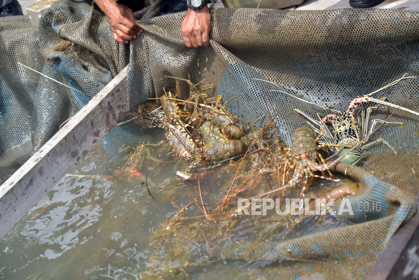 Petambak memanen udang lobster di karamba apung, Pelabuhan Ulee Lheue, Banda Aceh, Aceh, Kamis (9/7/2020). ANTARA FOTO/Ampelsa/aww.
