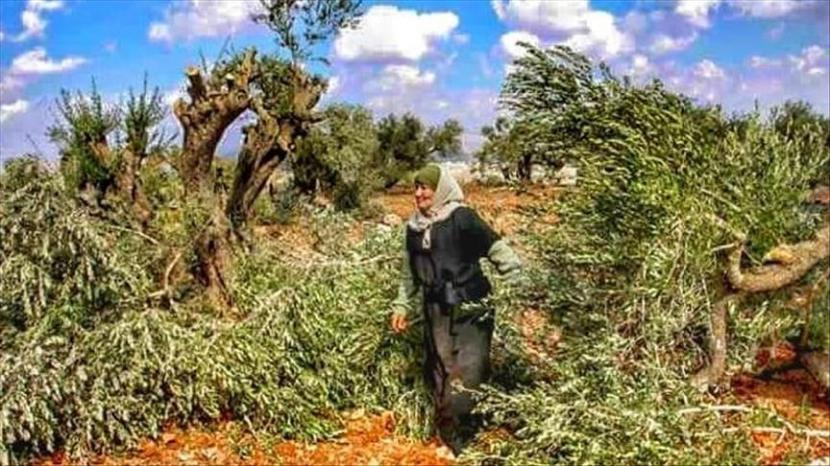 Pemukim Israel merusak ladang zaitun warga Israel