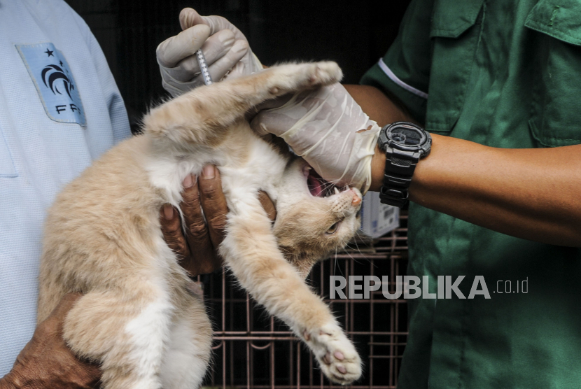 Petugas menyuntikan vaksin rabies, ilustrasi