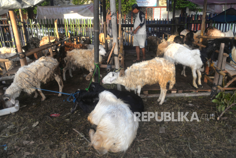Pedagang hewan kurban memeriksa domba dan kambing di Ngampilan, Yogyakarta.