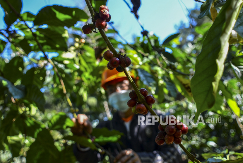 Petani memetik kopi robusta di kawasan Kaki Gunung Sawal, Desa Tanjung Sari, Kabupaten Ciamis, Jawa Barat. Menkop dan Menteri BUMN mengatakan Jawa Barat memiliki kekayaan Sumber Daya Alam yang dapat dieksplorasi. (ilustrasi).