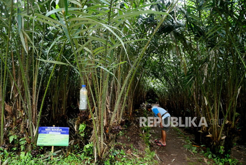 Petani salak melakukan perawatan tanaman di perkebunan salak Turi, Sleman, Yogyakarta. 