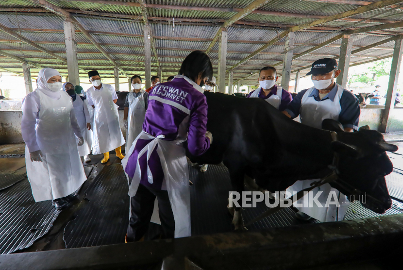 Gubernur Jawa Timur Khofifah Indar Parawansa (kiri) melihat dokter hewan dari Pusat Veteriner Farma (Putvetma) Surabaya menyuntikkan vaksin wabah penyakit mulut dan kuku (PMK) untuk sapi di kandang kawasan Tanjungsari, Taman, Sidoarjo, Jawa Timur, Jumat (17/6/2022). Kunjungan tersebut untuk melihat secara langsung vaksinasi PMK bagi hewan ternak untuk mengendalikan penularan penyakit mulut dan kuku hewan (PMK). 