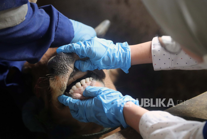 Seorang dokter hewan memeriksa mulut sapi sebelum menyuntikkan dosis vaksin mulut dan kuku di sebuah peternakan di Bogor, Jawa Barat.