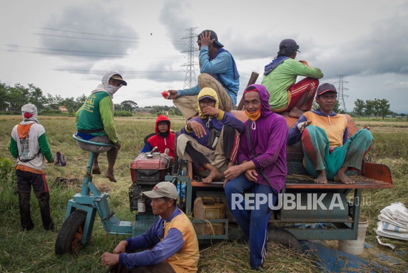 Buruh tani beristirahat saat panen padi di Nguter, Sukoharjo, Jawa Tengah, Kamis (28/5/2020). 