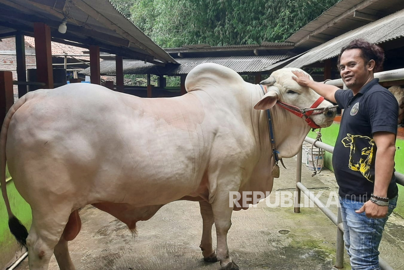Zuli Nuryanto peternak sapi menunjukkan sapi yang dibeli oleh Presiden Jokowi untuk kurban di Idul Adha 2024.