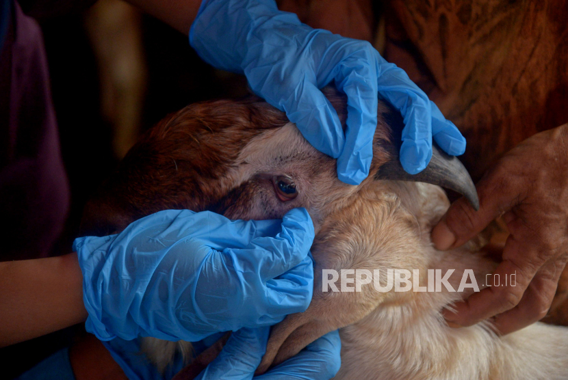 Hingga kini, tidak ada kasus PMK pada hewan ternak di Temanggung, Jawa Tengah.