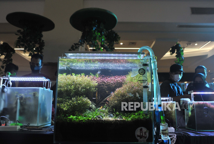 Pengunjung melihat karya aquascape yang dipamerkan pada Festival Aquascape dan Ikan Hias di salah satu pusat perbelanjaan di Kota Palembang, Sumatera Selatan, Jumat (8/1/2020). Festival ini menghadirkan aneka ikan hias sekaligus memperkenalkan aquascape sebagai seni menghias akuarium. 