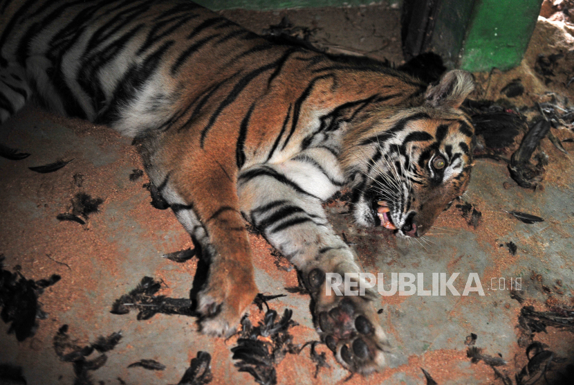 Seekor harimau Sumatra (Panthera tigris sumatrae) betina korban konflik berada di dalam kandang Tempat Penyelamatan Satwa (TPS) BKSDA Jambi, Provinsi Jambi, Ahad (17/10/2021). Harimau yang dibawa dari Kabupaten Merangin tersebut kini sudah mati.