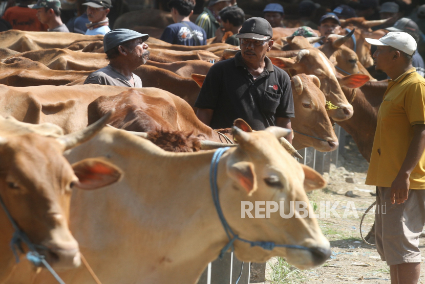 Pedagang dan peternak sapi melakukan tawar menawar harga di Pasar Hewan Kandangan, Ngawi, Jawa Timur, Selasa (30/5/2023). Banyaknya pedagang dari Bojonegoro, Magetan, Madiun, dan Sragen yang mendatangi pasar hewan tersebut untuk membeli sapi dan dijual lagi sebagai hewan kurban menyebabkan harga sapi naik, seperti sapi dengan bobot 200 kilogram harganya kini meningkat dari Rp18 juta menjadi Rp20 juta per ekor.  