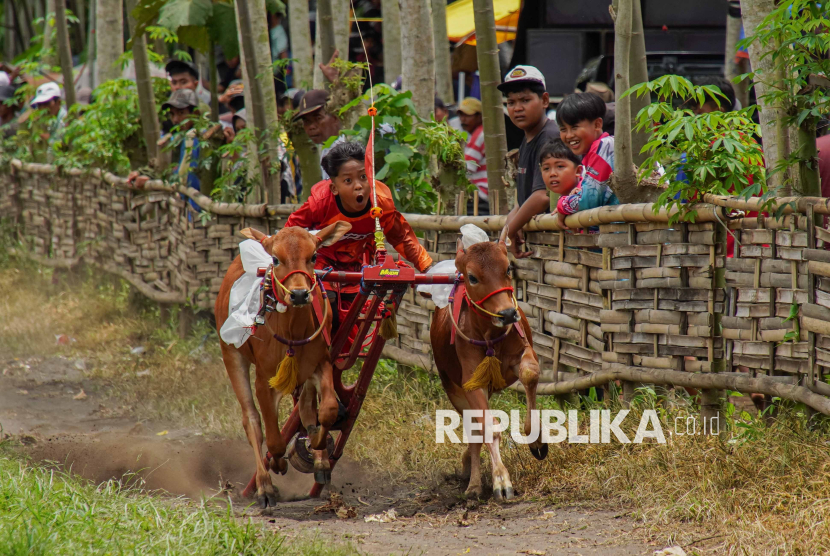 Keseruan Adu Cepat Karapan Sapi di Lumajang