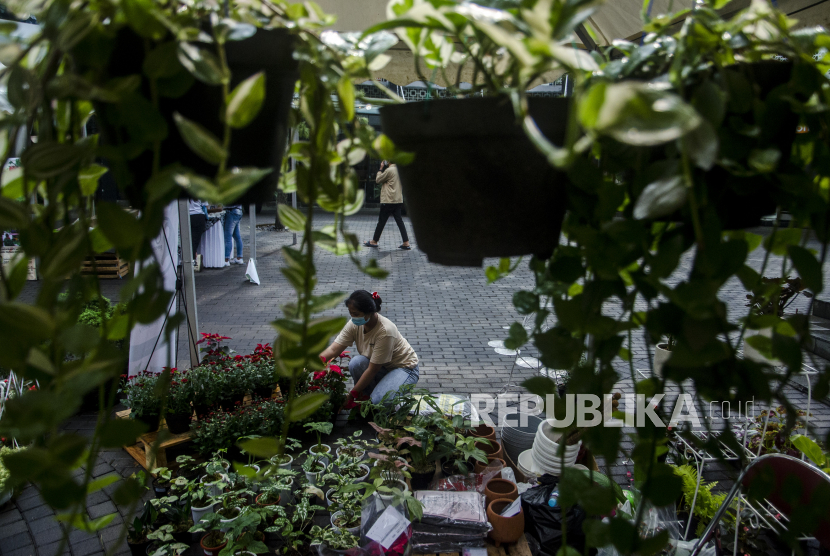 Pengusaha tanaman hias merapikan tanaman pada acara Digicash Plant Festival di Cihampelas Walk, Bandung, Jawa Barat, (ilustrasi).