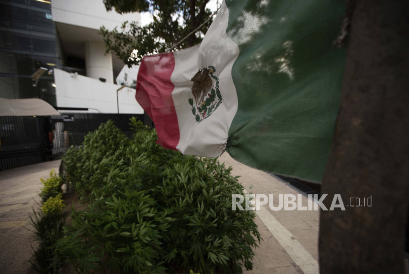 Tanaman ganja melambai tertiup angin bersama dengan bendera Meksiko di sebuah kamp di luar gedung Senat di Mexico City, Kamis, 16 Juli 2020.