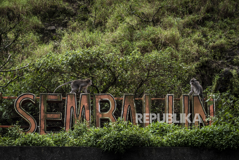 Monyet ekor panjang (Macaca fascicularis) berada di Taman Wisata Pusuk Sembalun, Sembalun Bumbung, Sembalun, Lombok Timur, Nusa Tenggara Barat, Jumat (5/4/2020). 