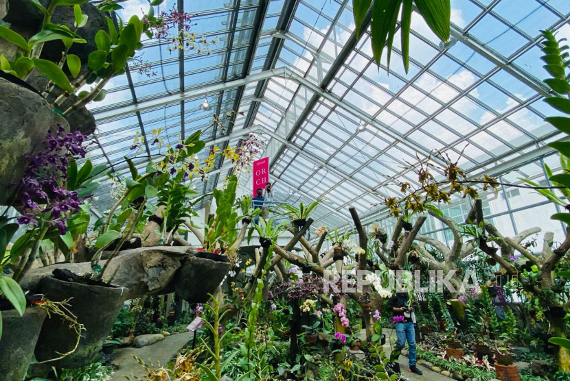 Koleksi anggrek di Griya Anggrek Kebun Raya Bogor, Rabu (18/5/2022).