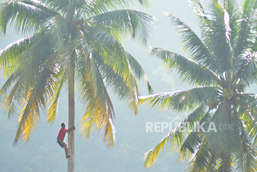 BTN memberikan bantuan bibit kelapa hibrida pandan wangi kepada Kelompok Tani Wanita Lereng Saiyo di Pantai Air Manis, Kota Padang, Sumatera Barat. 