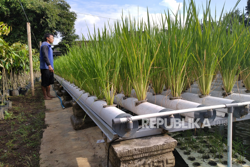 Petani bibit tanaman, Mukhlasin memeriksa tanaman padi hidroganik di Dusun Kebonkliwon, Salaman, Magelang, Jawa Tengah, Senin (22/6). Ide menanam padi cara ini dilakukan oleh petani bibit tanaman buah dan hias, Muh Khoirul Soleh . Sistemnya dengan menggunakan hidroganik. Hidroganik ini campuran antara hidroponik dan organik. Tanaman padi ditanam di dalam cup plastik kompos dan sekam bakar, diletakkan di pipa-pipa peralon yang teraliri air dan nutrisi dari sumber air kolam ikan.