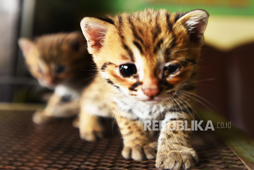 Dua ekor anak kucing hutan 