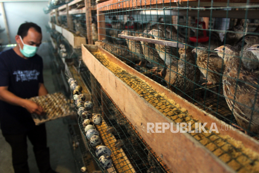 Pengurus Kelompok Petani Puyuh Mandiri memanen telur burung puyuh,  di Kampung Ramah Lingkungan, Mutiara Bogor Raya, Katulampa, Kota Bogor, Jawa Barat, Kamis (4/3/2021). Budidaya telur burung puyuh tersebut dapat menghasilkan sebanyak 2000 butir telur per hari untuk memenuhi tingginya permintaan ke sejumlah wilayah di Bogor dan Sukabumi dengan harga Rp.30 ribu per kilogram.