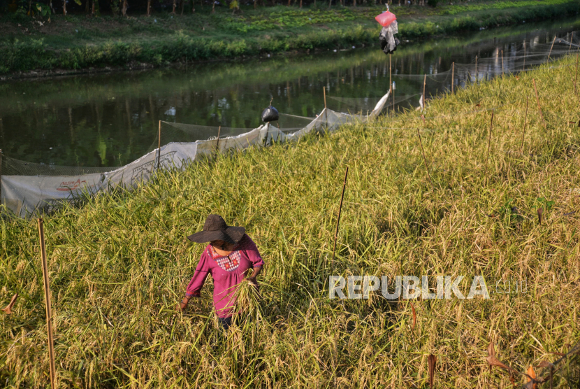 Epon Sukarsi (54) memanen padi yang ditanam di lahan kosong kawasan pinggiran Kanal Banjir Timur (KBT) , Duren Sawit, Jakarta, Rabu (4/9/2024).Epon Sukarsi bersama suami manfaatkan lahan kosong di pinggiran KBT untuk mananam padi sejak bulan Mei lalu. Kini padi yang ditanam dilahan sepanjang 70 meter itu telah memasuki masa panen. Panen ini merupakan panen perdana dan rencananya padi hasil panen tersebut sebagian akan dikonsumsi dan sebagian dijual untuk modal tanam kembali.Menurut Epon sudah banyak tetangganya yang meminta beras dari hasil panennya. Namun dia masih mencari tempat/jasa penggilingan padi terdekat.