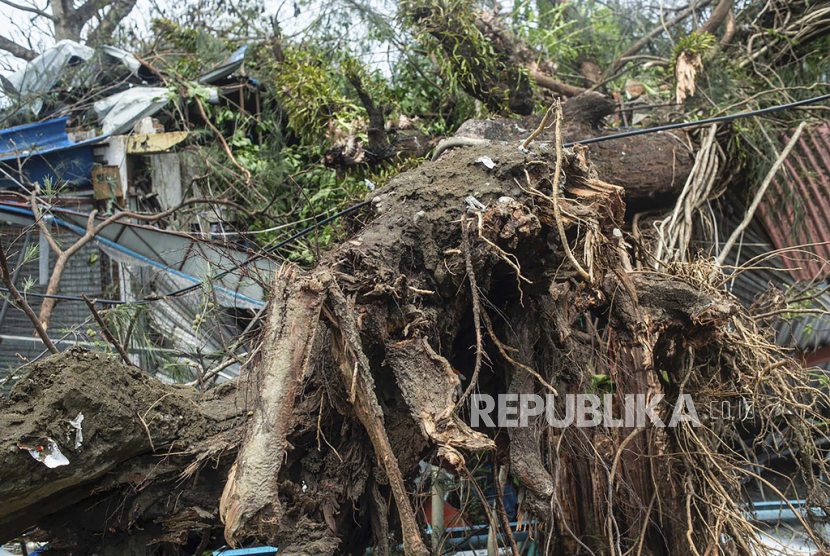 Sebuah pohon tumbang setelah Topan Mocha di kotapraja Sittwe, Negara Bagian Rakhine, Myanmar, Senin, 15 Mei 2023. Tim penyelamat pada Senin mengevakuasi sekitar 1.000 orang yang terjebak oleh air laut sedalam 3,6 meter (12 kaki) di sepanjang barat Myanmar