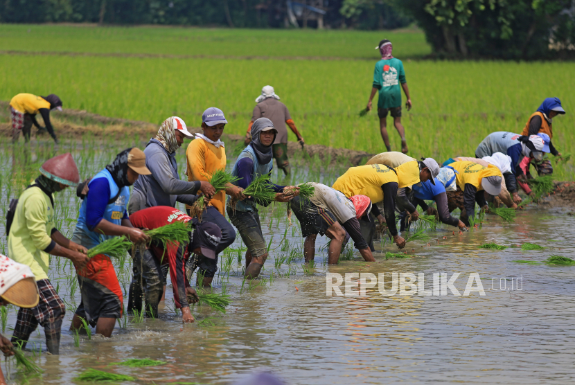 Sejumlah buruh tani menanam padi di lahan Desa Brondong, Pasekan, Indramayu, Jawa Barat, Rabu (14/12/2022). Badan Pusat Statistik menyatakan sektor pertanian menyumbang kontribusi besar terhadap Produk Domestik Bruto (PDB) kuartal III 2022 yang mencapai 12,91 persen.