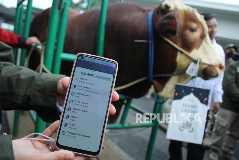 Sapi sehat dan sudah terdata dalam aplikasi e-Selamat ditunjukkan saat acara pelepasan tim pemeriksa hewan kurban di Kantor Dinas Ketahanan Pangan dan Pertanian (DKPP) Kota Bandung, Senin (19/6/2023).