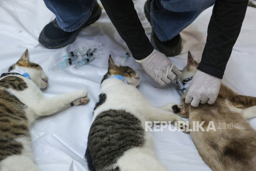 Petugas menyuntikkan obat kepada kucing yang telah disterilisasi di Gelanggang Remaja Pulogadung, Jakarta, Ahad (7/7/2024). DKPKP Jakarta bersama Animal Defender Indonesia dan Radhiyan Pet Care menggelar sterilisasi kucing liar dan berpemilik tidak mampu secara gratis dengan kuota 500 kucing yang bertujuan untuk mengendalikan populasi kucing. 