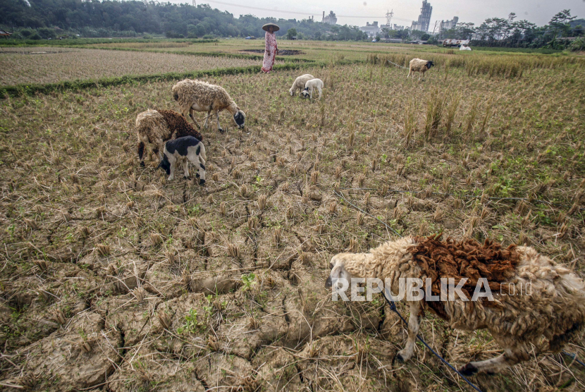 Seorang warga mengembala ternaknya di lahan pertanian yang kering di Kabupaten Cirebon. 