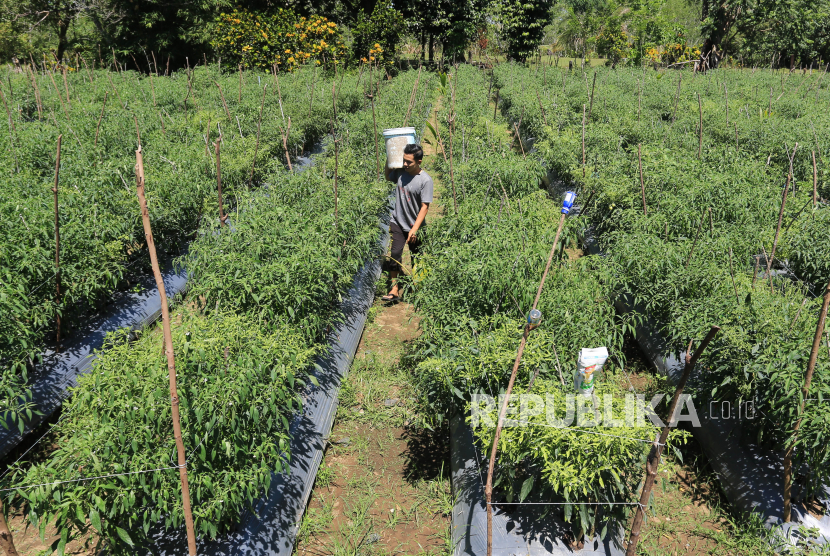 Petani merawat tanaman cabai di kebun miliknya di Desa Alue Raya, Kecamatan Samatiga, Aceh Barat, Aceh. Badan Pangan Nasional (NFA) bersama Kementerian Perdagangan sepakat untuk menekan importasi pangan pokok Indonesia. Namun, pemerintah harus dapat memastikan ketersediaan dan stabilisasi harga dalam negeri.