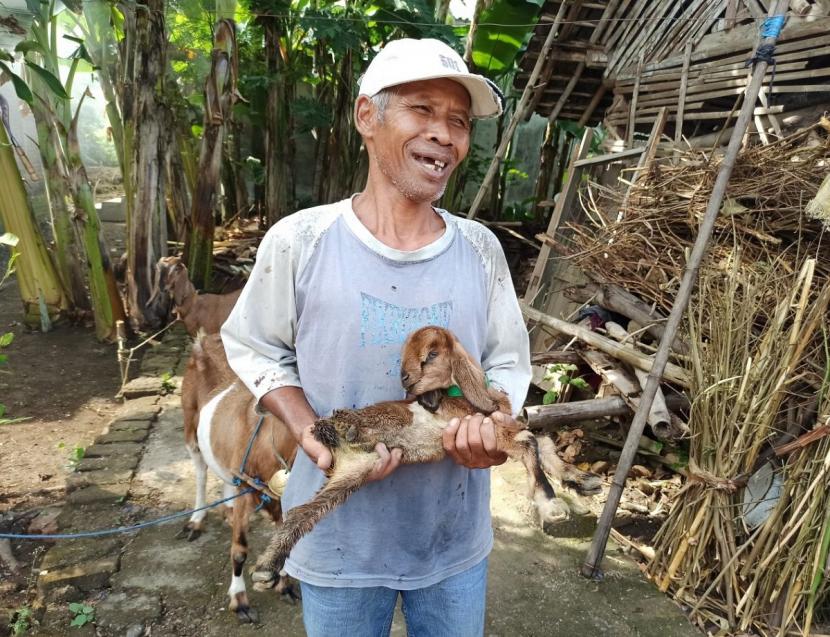 Anak kambing berkaki tiga milik Suhadi yang masih berusia 4 hari. (Foto: Mita Kusuma/jatimnow.com)