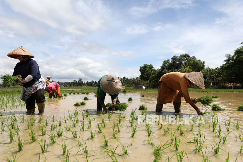  Petani menanam padi di sawah saat musim tanam di Lampeunurut, Aceh Besar, Ahad, 15 Desember 2022. Menurut petani setempat, mereka kesulitan menentukan musim tanam yang tepat akibat perubahan cuaca terkait perubahan iklim.
