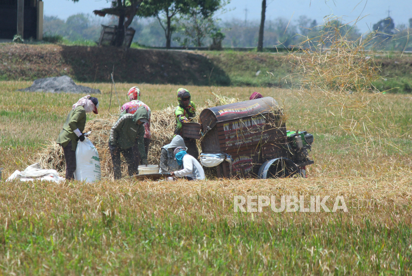 Buruh tani memanen padi di saat kemarau (ilustrasi)