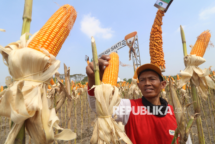 Varietas Jagung Tahan Hama dan Perubahan Musim Diluncurkan di Kediri