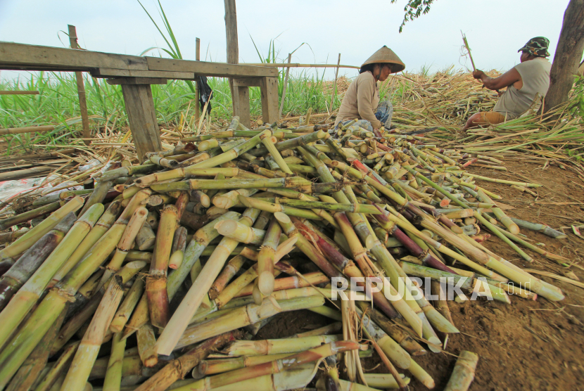 Petani menyiapkan bibit tebu (ilustrasi). RNI menjamin harga minimal offtake gula petani tebu sebesar Rp 10.500 per kg. 