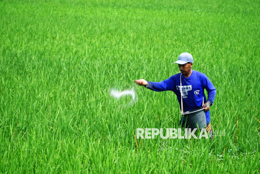 Petani menabur pupuk urea ke arah tanaman padi miliknya di area pertanian Desa Serut, Tulungagung, Jawa Timur, Ahad (18/5/2025). 