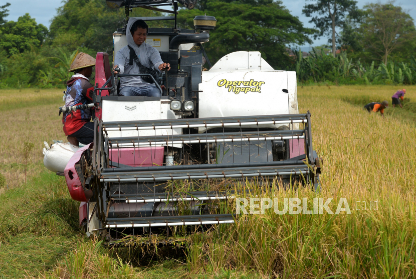 Pekerja memanen padi menggunakan mesin di Bantul, Yogyakarta, Senin (16/1/2023). 