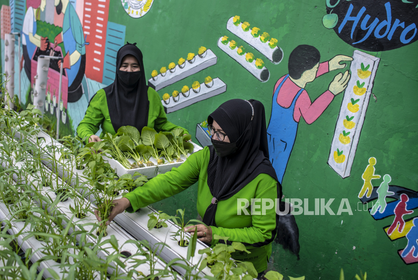 Warga memanen sayuran kangkung (ilustrasi). Dinas Ketahanan Pangan (Ketapang) Sulawesi Selatan fokus memaksimalkan program pemanfaatan lahan pekarangan rumah dalam upaya menjaga kemandirian pangan masyarakat.