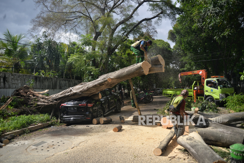 Petugas Suku Dinas Pertamanan dan Hutan Kota Jakarta Selatan membersihkan bagian dari pohon yang tumbang. BPBD DKI menangani pohon tumbang di enam lokasi akibat hujan disertai angin kencang.