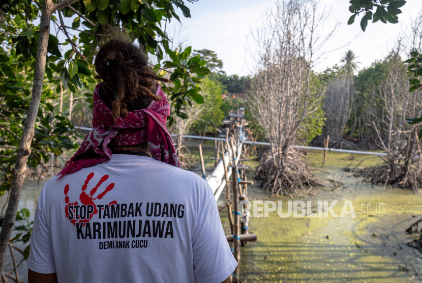 Ketua komunitas pegiat lingkungan Lingkar Juang Karimunjawa menyaksikan hutan mangrove yang mati akibat tercemar sisa limbah tambak udang vaname di tepi pantai Desa Kemujan, Karimunjawa, Jepara.