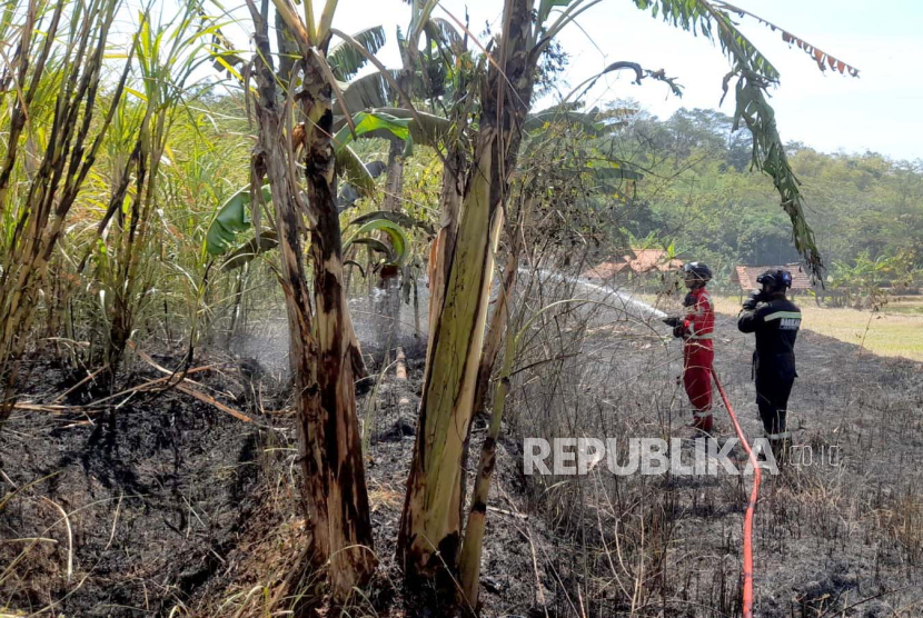 Petugas pemadam kebakaran menangani kebakaran di lahan kebun tebu wilayah Dusun Pahing, Desa Cikeleng, Kecamatan Japara, Kabupaten Kuningan, Jawa Barat, Rabu (16/8/2023).