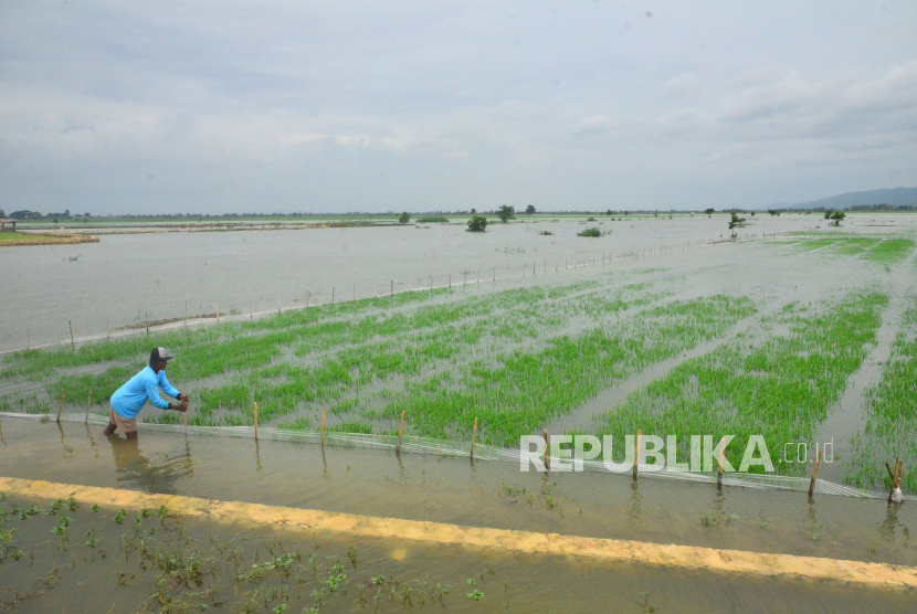 Petani mengecek tanaman padi yang tergenang banjir di Kudus, Jawa Tengah. 