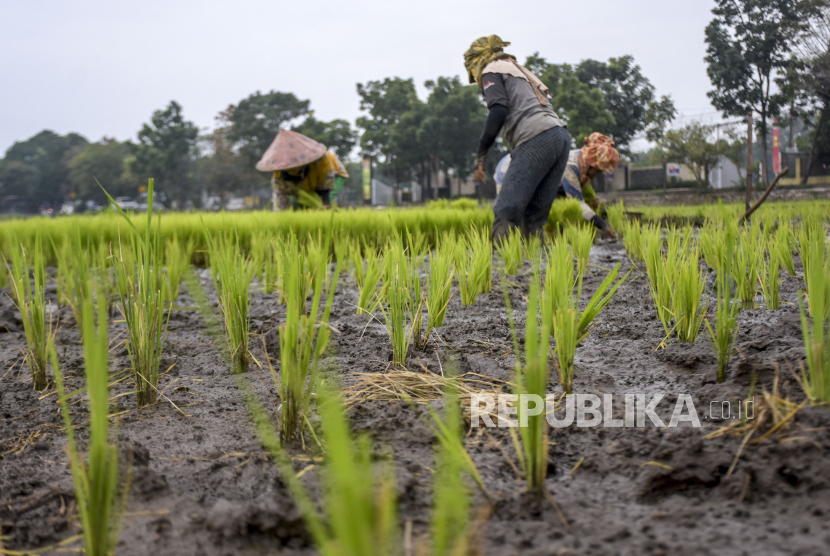 Sejumlah petani menanam padi. Dinas Pertanian dan Pangan Kabupaten Aceh Utara menargetkan produksi padi mencapai 390 ribu ton pada 2022.