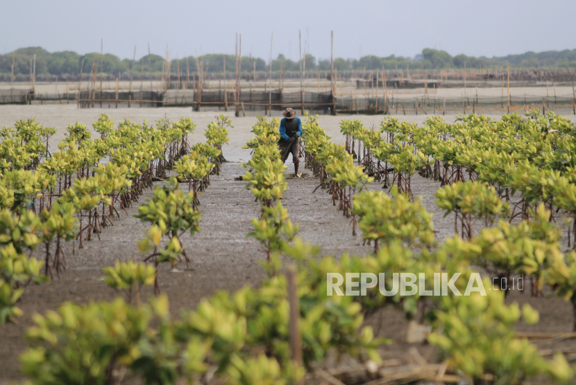 Mangrove, salah satu lahan basah yang bisa dimanfaatkan juga sebagai penyumbang keanekaragaman hayati yang tinggi. Foto, warga  mencari tiram di sekitar kawasan mangrove. (ilustrasi)