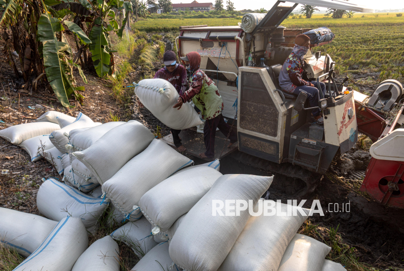 Sejumlah buruh tani memindahkan karung berisi padi seusai panen menggunakan mesin pemanen padi modern Combine Harvester 