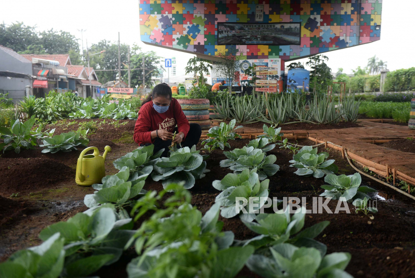 Warga merawat sayuran dengan konsep urban farming di kolong flyover Cipinang, Jakarta Timur, Senin (1/2).